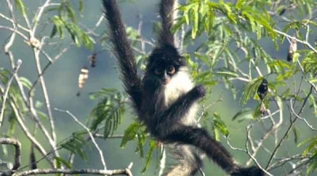 ¿ Merece la Amazonía ser una de las Nuevas Maravillas Naturales del Mundo ?