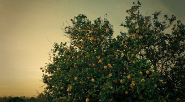 El árbol, el fruto y la cocina – El limonero y los limones