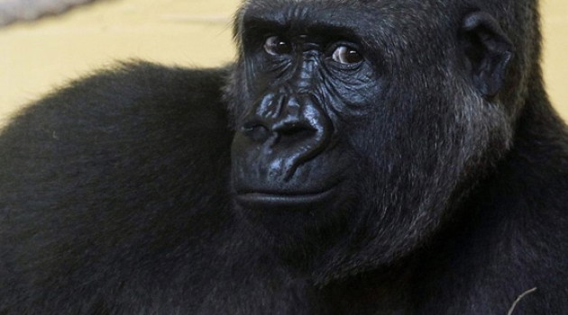 ¿Qué te dicen los ojos de esta mamá gorila?