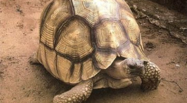 La tortuga Angoka puede verse solo en Madagascar