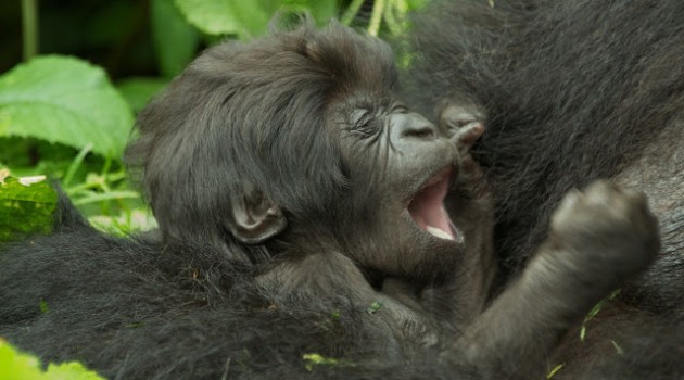 El bautizo de los gorilas de montaña en Ruanda