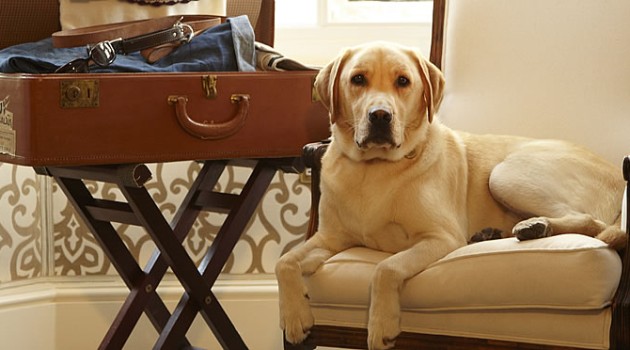 Algunos de los mejores hoteles del mundo para viajar con tu perro