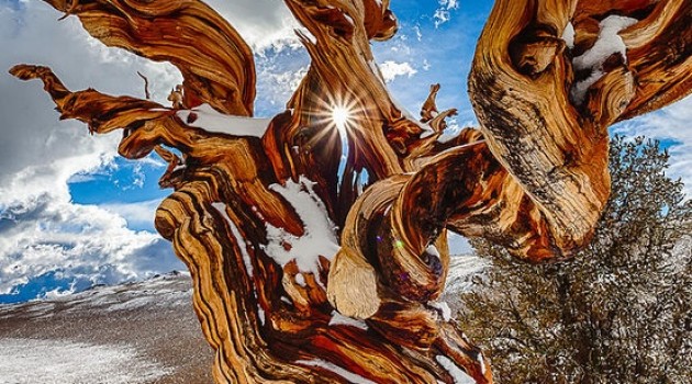 Los seres vivos más viejos de la Tierra, Pinus longaeva