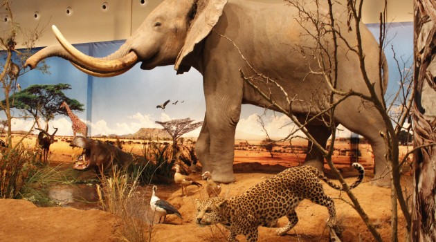 ‘SEÑORES DE LA SABANA Y OTROS ANIMALES SALVAJES’, NUEVA EXPOSICIÓN DEL MUSEO DE LA CIENCIA DE VALLADOLID
