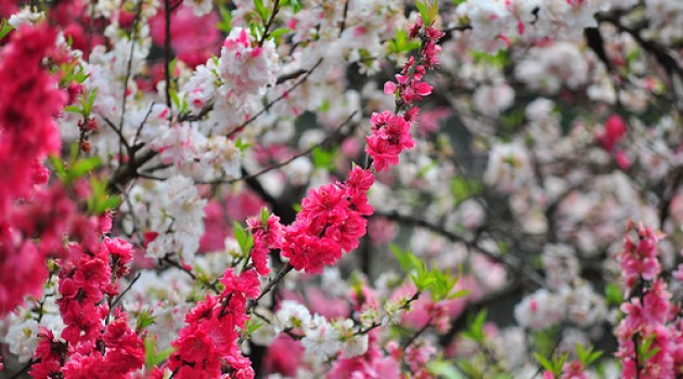 Hanami, la floración de los Sakuras