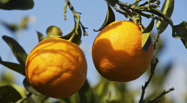 Investigadores del CSIC obtienen naranjas más ricas en antioxidantes