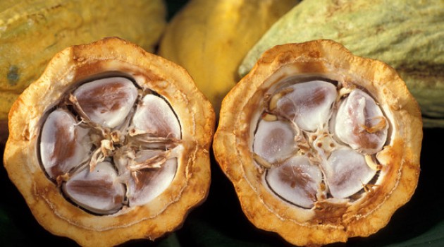 Los flavanoles del cacao ayudan a retrasar la progresión de la diabetes tipo 2 en ratones