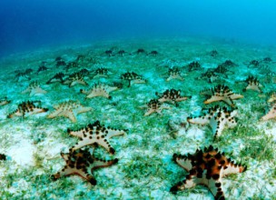 Las áreas marinas protegidas son la mejor inversión para los océanos