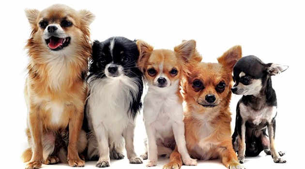 Las 5 razas de perros más pequeñas