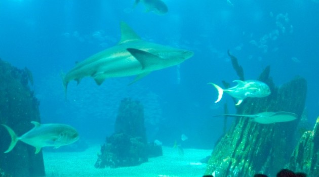 El Oceanário de Lisboa elegido el mejor acuario del mundo