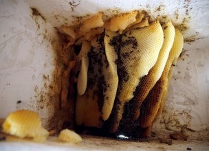 Hornos de abejas, en busca de una miel digna de gourmets