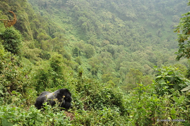 Gorila de espalda plateada en el cráter del volcán