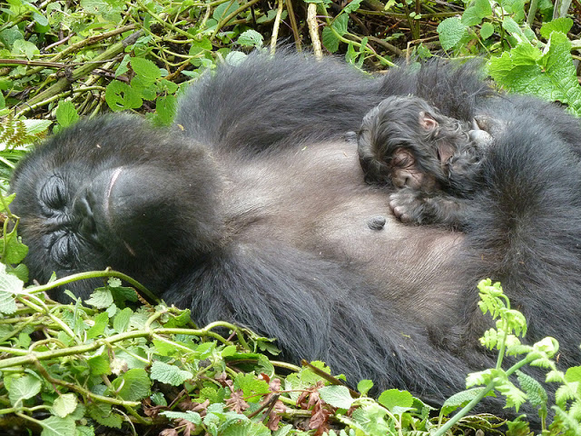 gorilas de montaña bebe 10