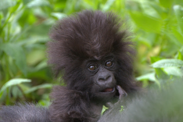 gorilas de montaña bebe 4