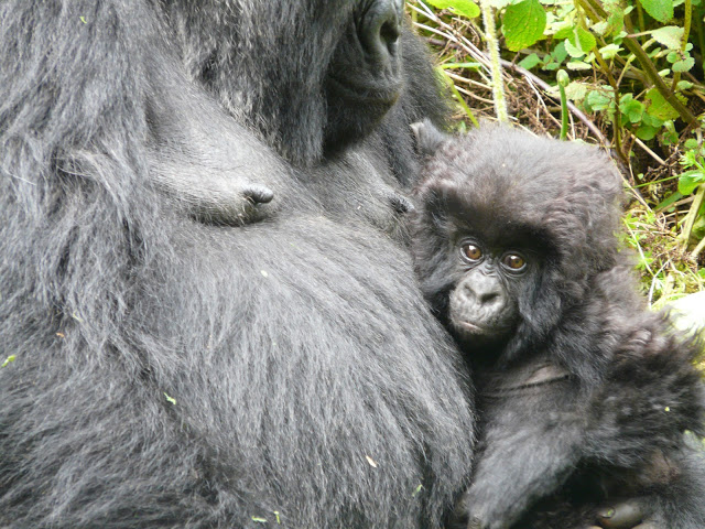 gorilas de montaña bebe