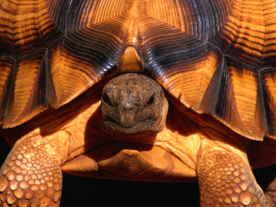 polich-carol-angonoka-or-ploughshare-tortoise-madagascar