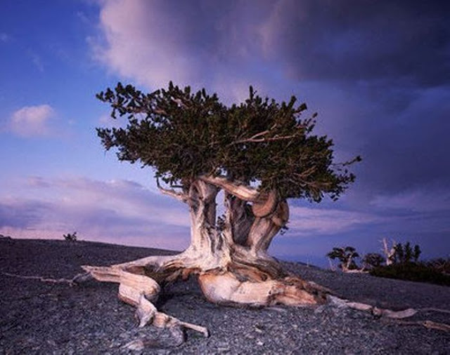 Pinus longaeva los seres vivos no clonados mas viejos de la tierra 12