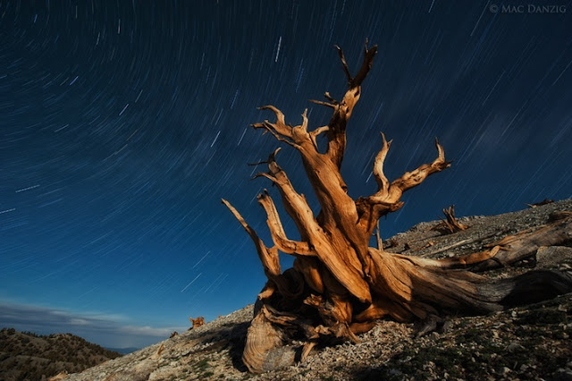 Pinus longaeva los seres vivos no clonados mas viejos de la tierra 5