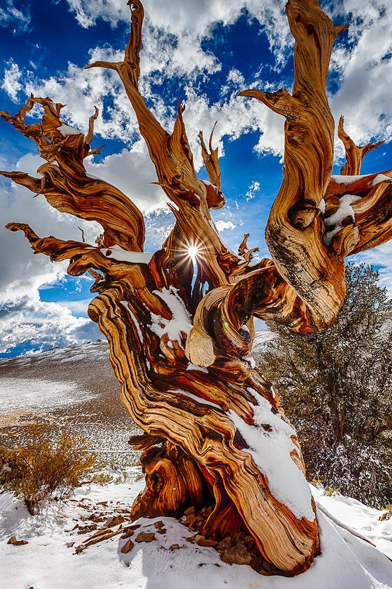 Pinus longaeva los seres vivos no clonados mas viejos de la tierra