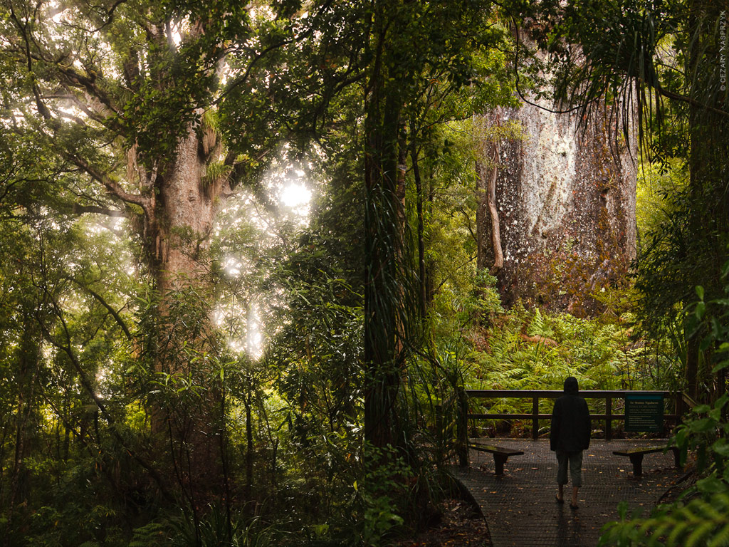 Waipoua forest. © Cezary Kasprzyk.