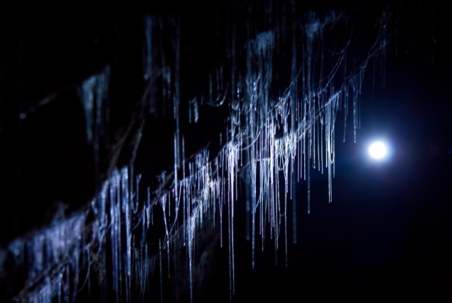 Las luciérnagas en Waitomo Caves- Nueva Zelanda