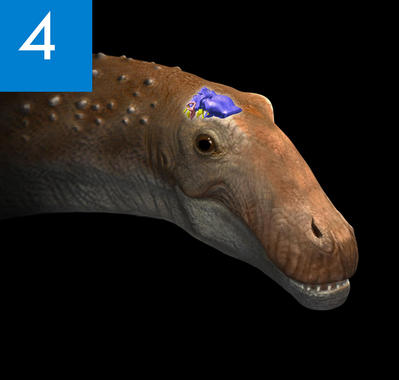 Primer-dinosaurio-Ampelosaurus-de-la-peninsula_image_380