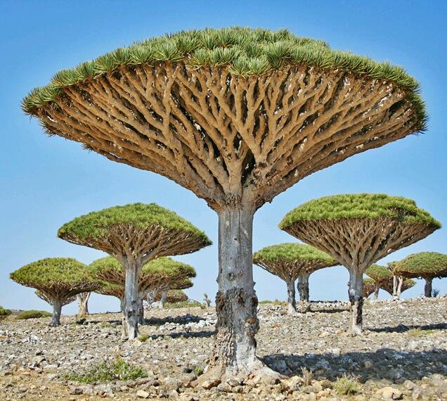  Árboles sangre de dragón, Socotra, Yemen