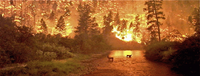 incendios-forestales-698x265