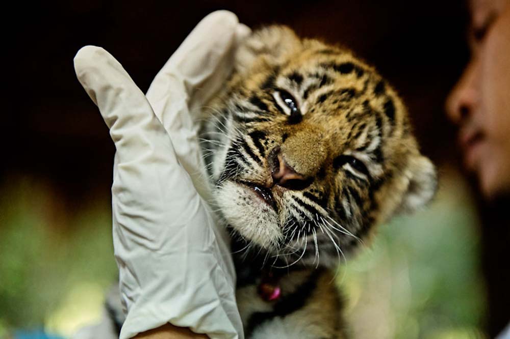 Smuggled Tiger Cub