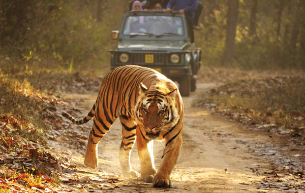 royal-bengal-tiger-kanha-cut_article_column