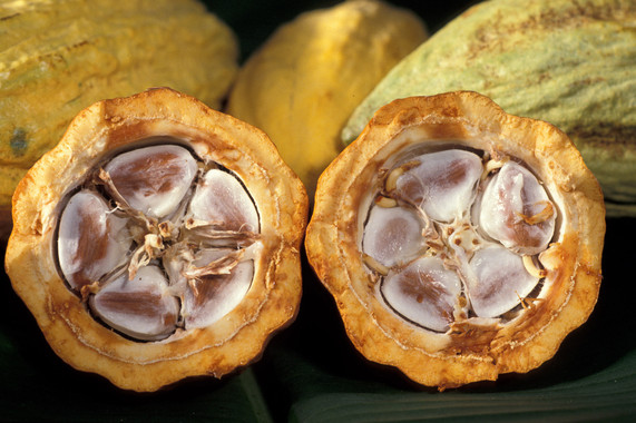 Los-flavanoles-del-cacao-ayudan-a-retrasar-la-progresion-de-la-diabetes-tipo-2-en-ratones_image_380