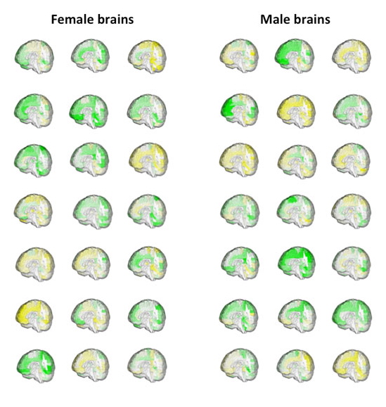 El-cerebro-no-entiende-de-sexos